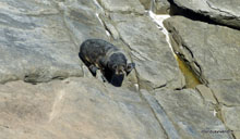 Bébé otarie - Kangaroo island - Australie